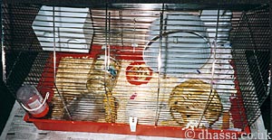 Muffy in cage
