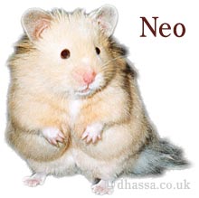 Picture of Neo the Hamster