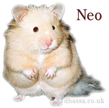 Neo the Hamster